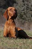 VIZSLA poil court 085